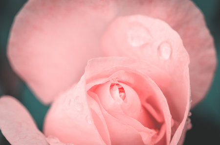 water drop on a rose close upの写真素材