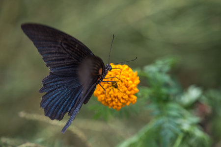 Great Mormon -Papilio memnon- the large dark black butterfly found in southern Asia on a yellow flower in Sichuan Province, Chinaの写真素材