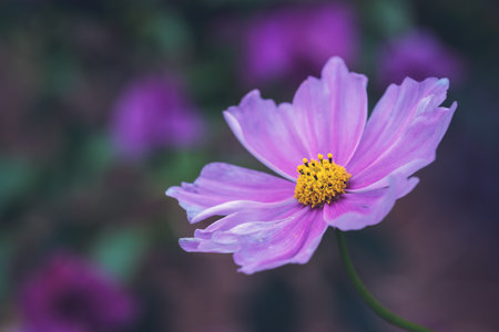 Garden cosmos  flower - Cosmos bipinnatus - head close-up in a forest mate colors