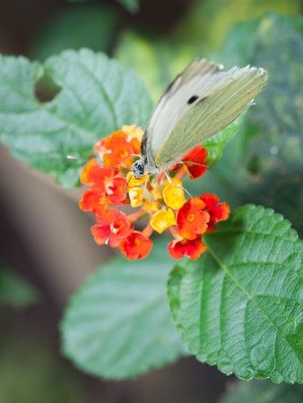 Pieris brassicae butterfly on red and yellow flowers macrophotographyの写真素材
