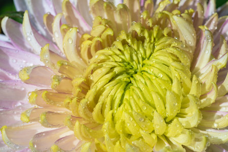 White and yellow chrysanthemum close-upの写真素材