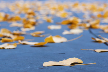 Yellow leaves on a road close-up view in autumnの写真素材