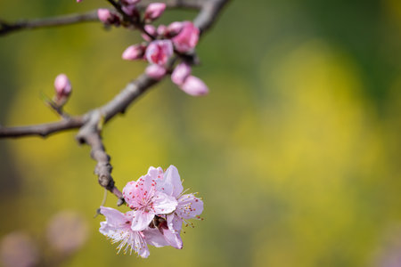 Peach blossom close-up in springの写真素材