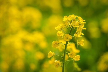 Rapeseed flowers   in spring