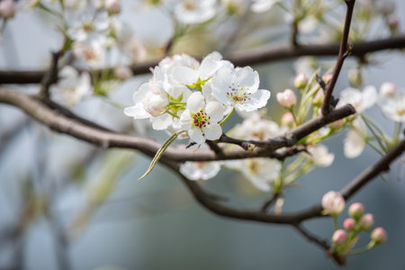Pear blossom tree close-up in springの写真素材