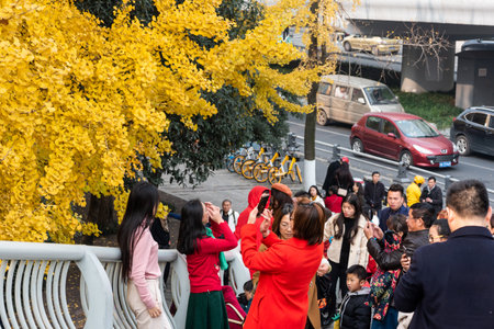 Chengdu, Sichuan province, China - Dec 8, 2019 : People taking photos of yellow leaves on gingko trees by Jinjiang river in Jinli ZhongLu street in Autumn.のeditorial素材