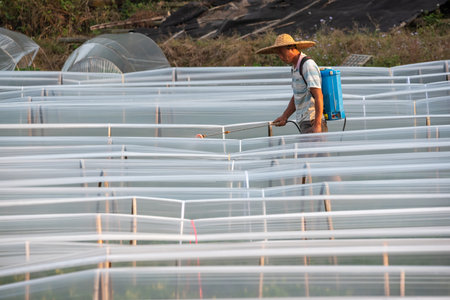Yangshuo, Guilin, Guangxi province, China - Nov 10, 2019 : Chinese farmer spraying pesticides on plants in greenhousesのeditorial素材