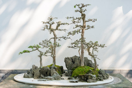 Bonsai trees against white wall in a parkの写真素材
