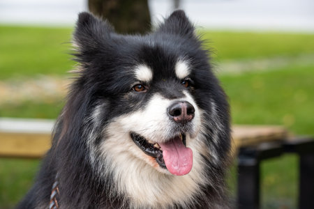 Siberian husky mongrel dog close up portrait in Chengdu, Sichuan province, Chinaの写真素材