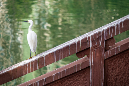 A white egret stands poised on a weathered wooden railing, overlooking calm waters reflecting the lush greenery of the surroundings.の写真素材