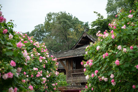 Beautiful pink flowers surround an ancient building in Chengdu, Sichuan. Lush greenery enhances the serene atmosphere, inviting visitors to enjoy this peaceful scene in a historical setting.の写真素材
