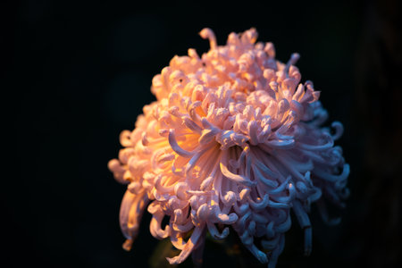 In Chengdu, Sichuan, a beautiful chrysanthemum flower showcases its delicate petals under the warm glow of evening light. The intricate design highlights nature's artistry.の写真素材