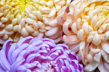 Brightly colored chrysanthemums bloom in vibrant shades of purple and yellow. The floral display signifies the arrival of autumn in Chengdu, Sichuan, showcasing natures beauty.の写真素材