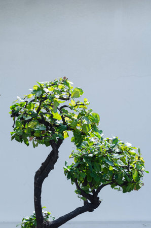 Bush under sunlightの写真素材