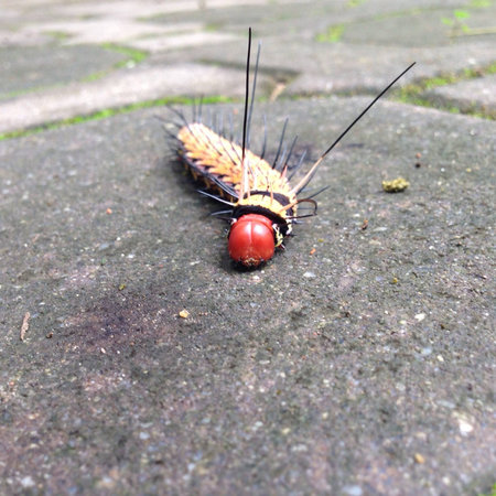 Caterpillar on the groundの素材