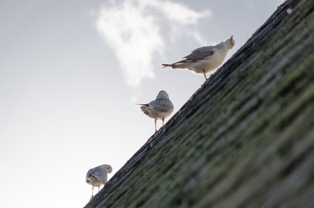 Seagulls on the roof of a cabin with the clear sky in the backgroundの写真素材