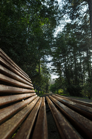 A path inside a forest seen from a wooden benchの写真素材