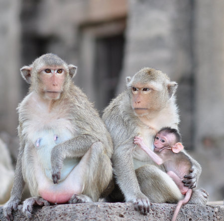 The monkey in Lopburi Thailand