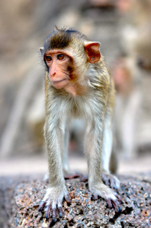The monkey in Lopburi Thailand