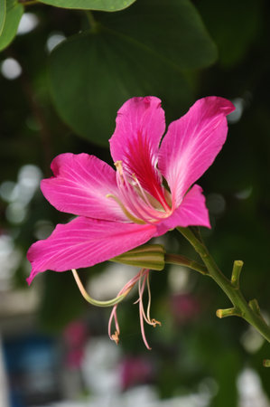 Bauhinia flowers in thailandの写真素材
