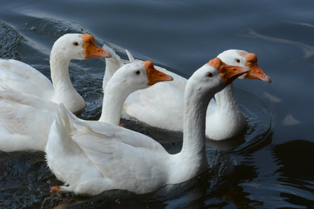 four white goose swimming on the river lopburi