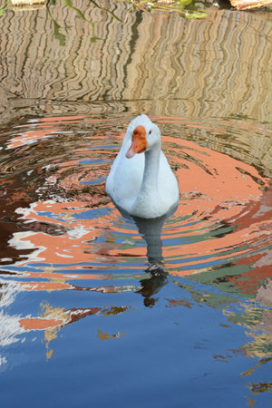 A white goose swimming on the river lopburi and The Temple of the Shadowの写真素材