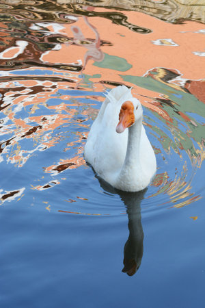 A white goose swimming on the river lopburi and The Temple of the Shadowの写真素材