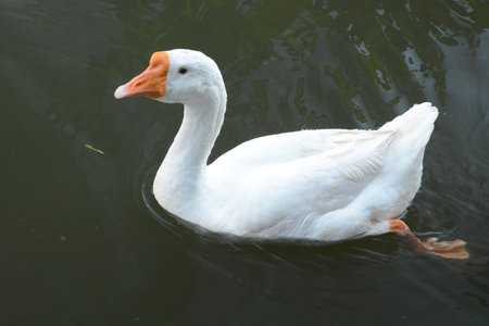 A white goose swimming on the river lopburiの写真素材