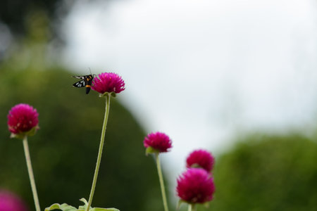 Clear-winged moth on globe amaranth or bachelor button flower in public park in Thailandの写真素材