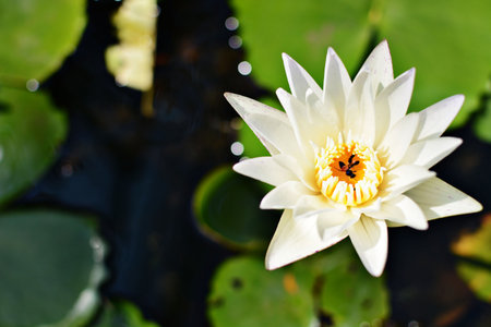 white lotus or water lily in the pondの写真素材