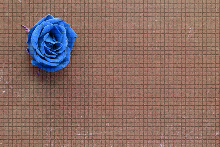 old brown paper background blue rosesの写真素材
