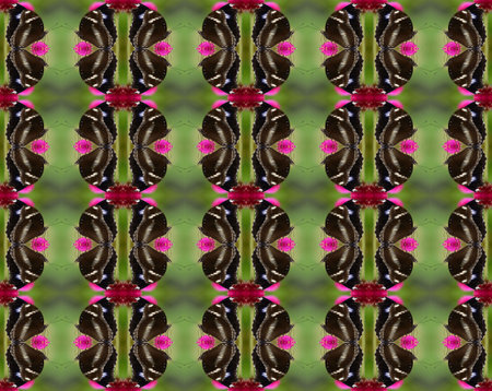Seamless pattern made from butterfly and flowerの写真素材