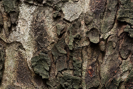 Tree Bark with Lichens