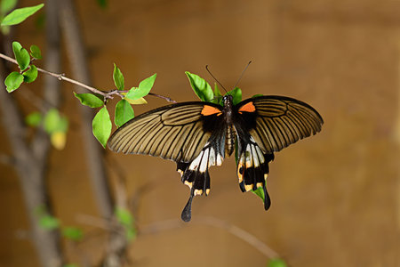 Butterfly on green leavesの写真素材