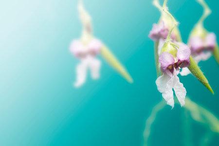 Multiple small purple flowers hang on zigzag stems, Close up beautiful Thalia geniculate or Water...