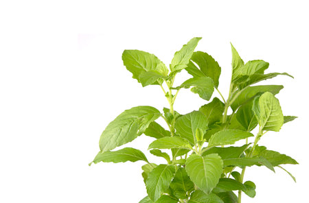 Holy Basil, Ocimum sanctum on white backgroundの写真素材