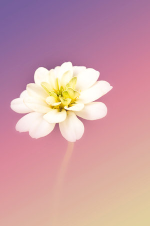 Blurred of flowers soft blur background in pastel colors style, Close up beautiful white zinnia flowerの写真素材