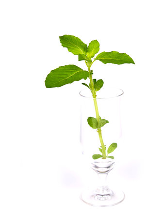 Holy Basil, Ocimum sanctum in glass on white background