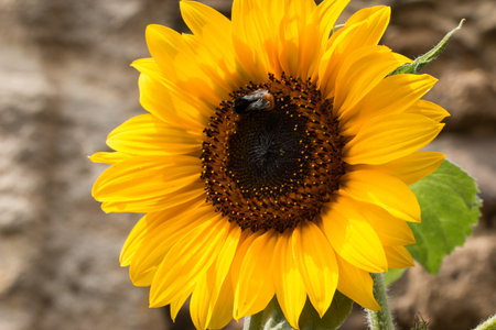 Sunflower with bumblebee