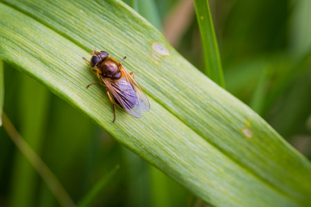 Fly in the moor