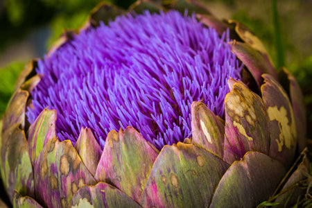 Flower of an artichokeの写真素材