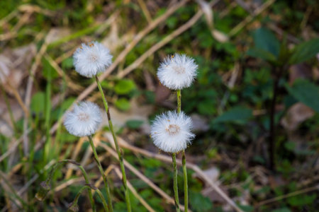 Four times dandelion