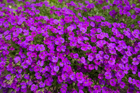 Small purple flowers
