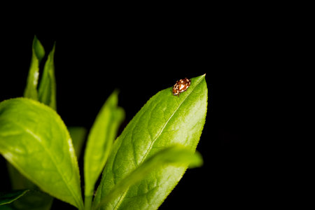 Green leaves with a beetleの写真素材