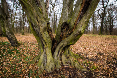 Split tree