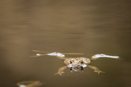 Toad looking over the water surface