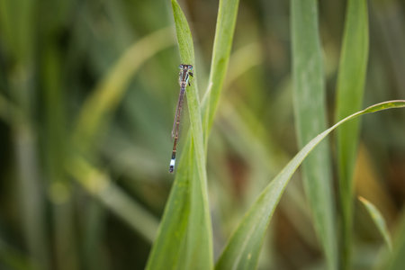 Dragonfly in the fieldの写真素材