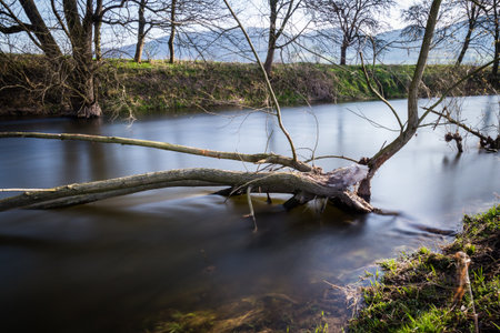 Deadwood in the riverの写真素材