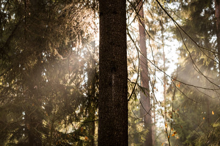 Sunrays behind a spruce