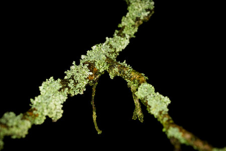 Branch with lichenの写真素材